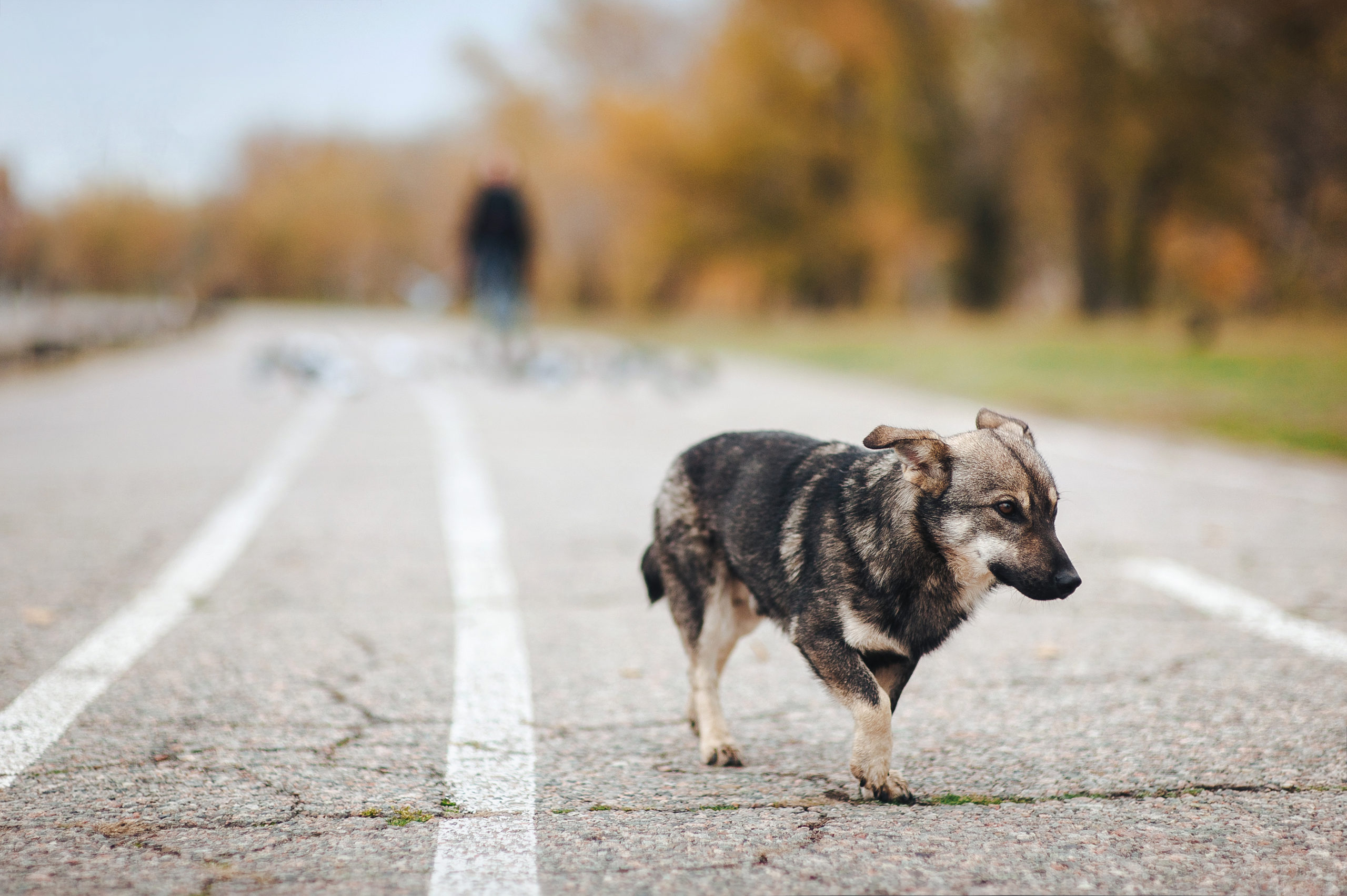 Canva Homeless Sad Dog Standing On The Street And Look At His Left Side. A Stray Dog. Scaled