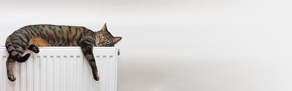 homepage banner cat
