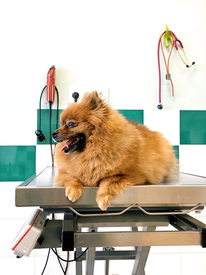 TEENUSED Cute Pomeranian dog sitting happily at a grooming salon on a grooming table.