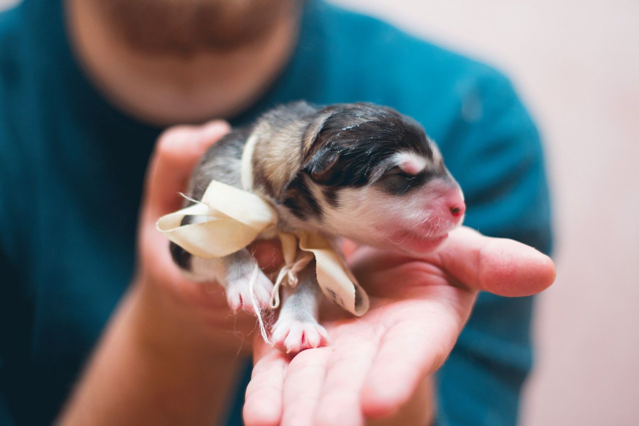 Crop anonymous man showing cute small puppy with eyes closed on blurred background