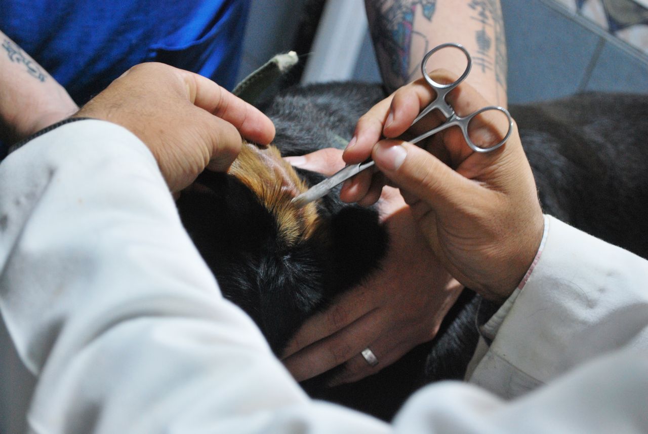 TEENUSED Veterinarian carefully examining a dog's ear during a routine check-up at a clinic.