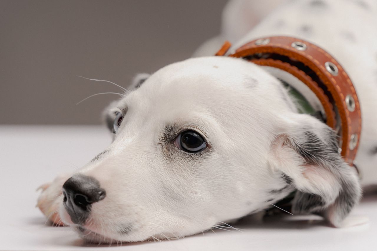 Close-up portrait of a cute Dalmatian puppy laying indoors, showcasing its beauty and charm.
