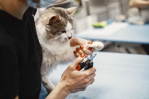 zipwp image 6816842 Close-up of a woman trimming a cat's claw using nail clippers at home.